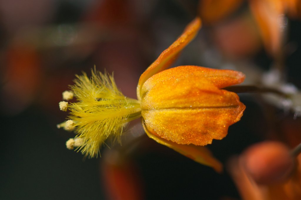 IMG_9755_c.jpg - Flower in the  Palmengarten 