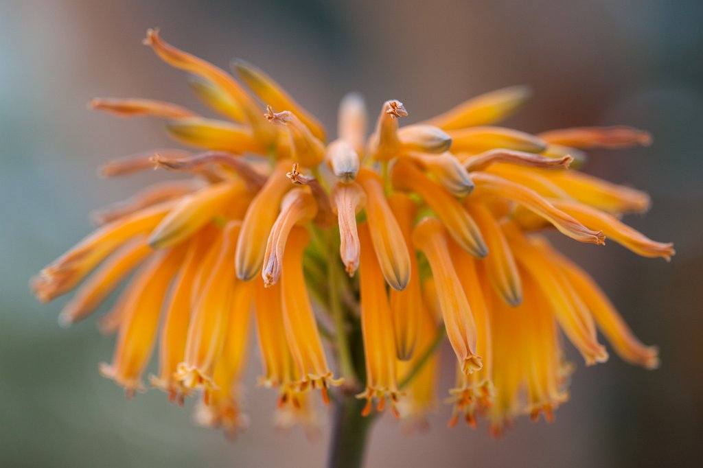 IMG_9763_c.jpg - Flower in the  Palmengarten 