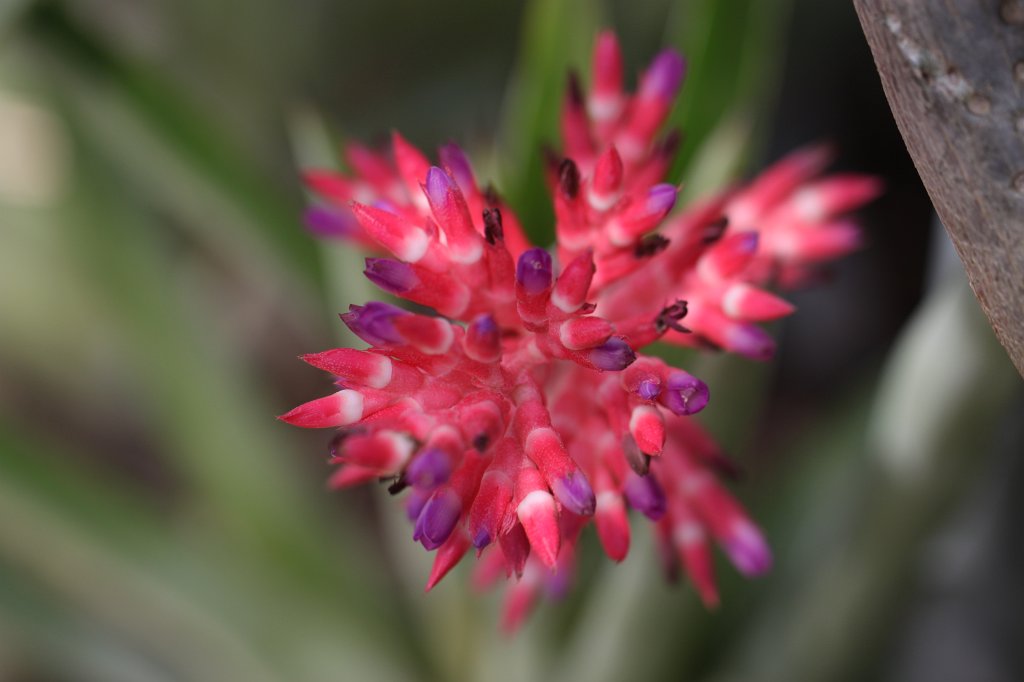 IMG_9770.JPG - Aechmea distichantha