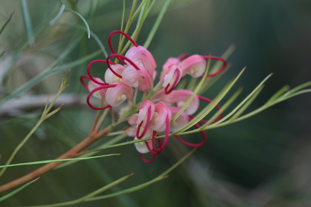 IMG_9775.JPG -  Rosemary Grevillea 