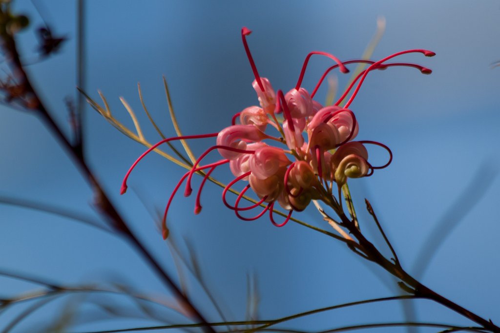 IMG_9780_c.jpg -  Rosemary Grevillea 