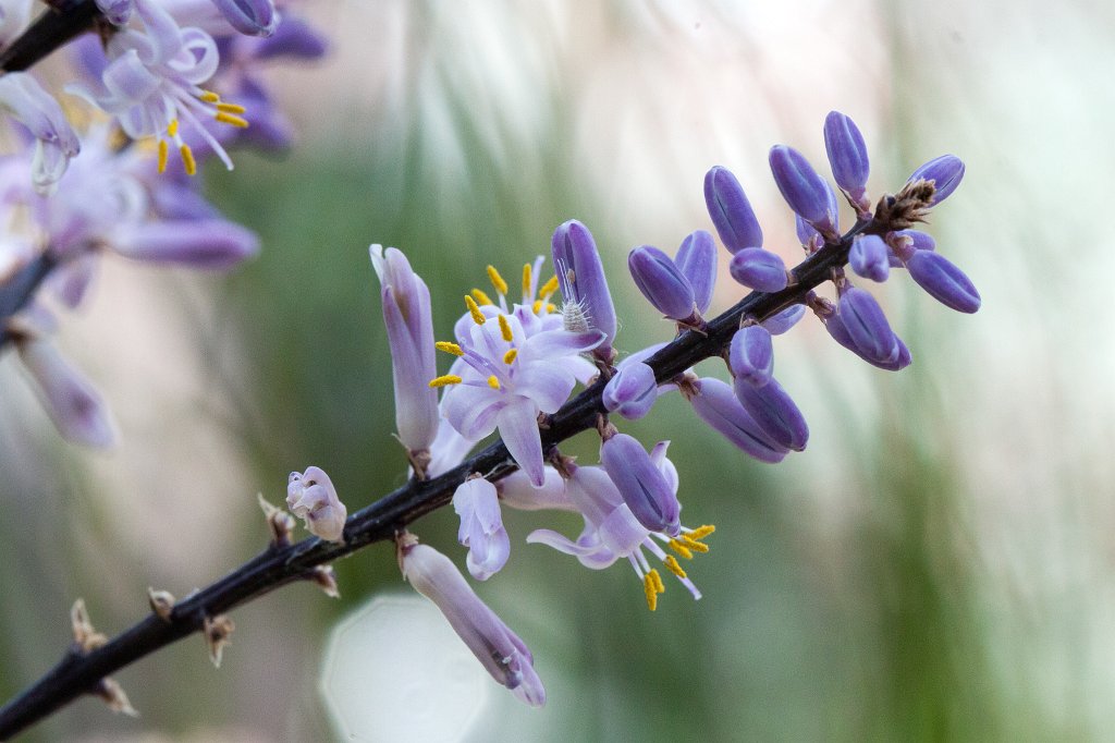 IMG_9782_c.jpg -  Cordyline stricta 