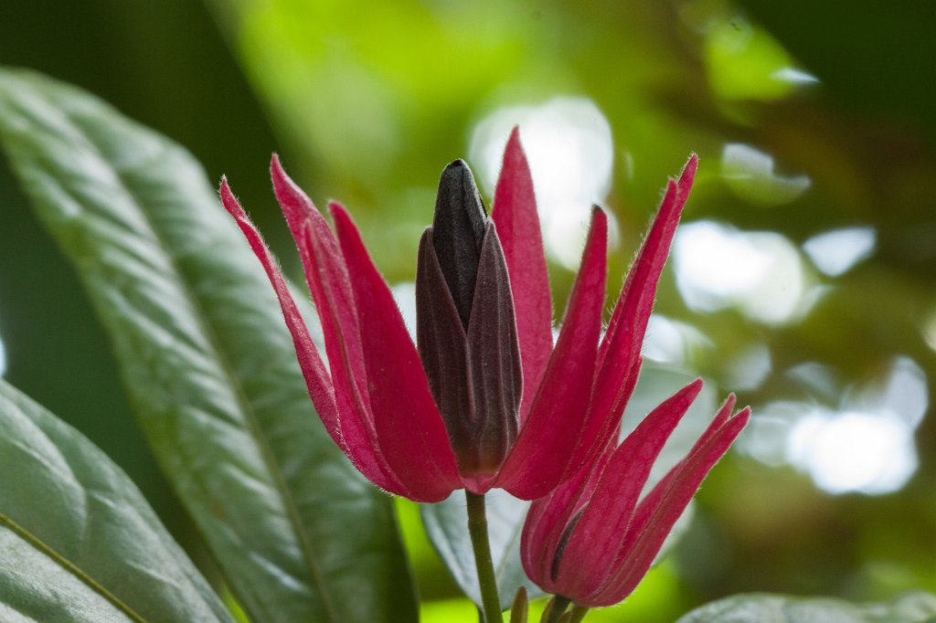 IMG_9792_c.jpg -  Pavonia multiflora 