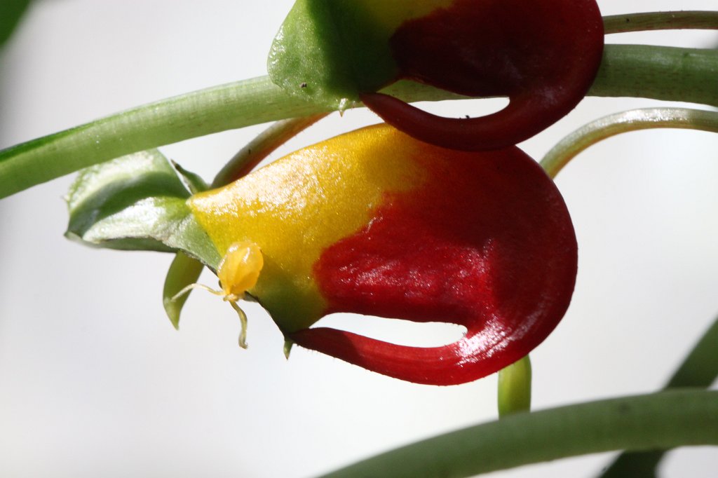 IMG_9801.JPG -  Impatiens niamniamensis 