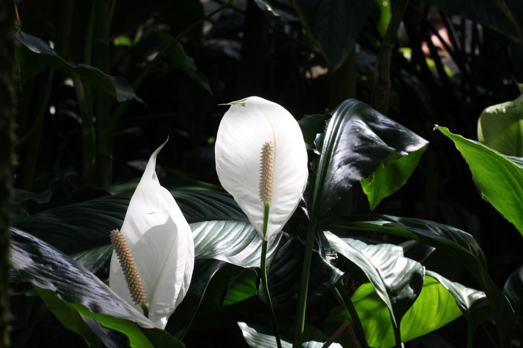 IMG_9803.JPG -  Peace lilie  ( Friedenslilie )