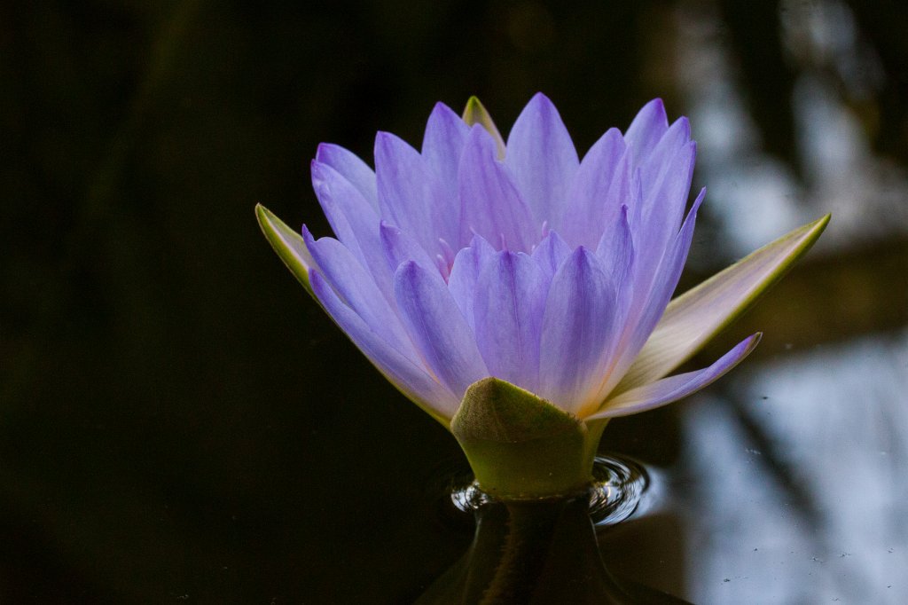IMG_9805_c.jpg -  Nymphaea colorata  ( Bunte Seerose )