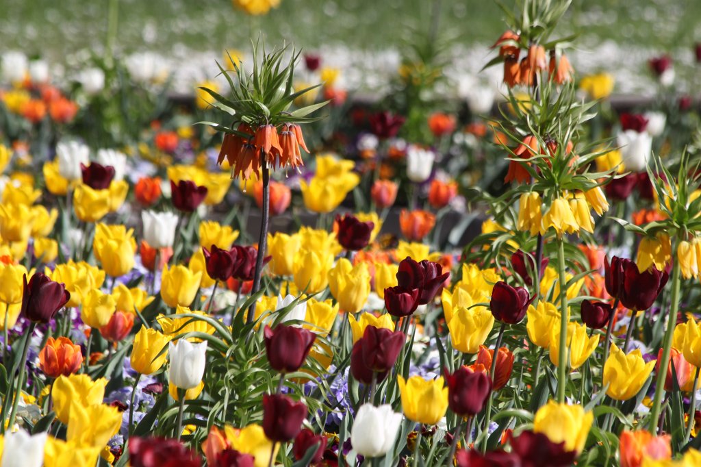 IMG_9821.JPG - Blooming