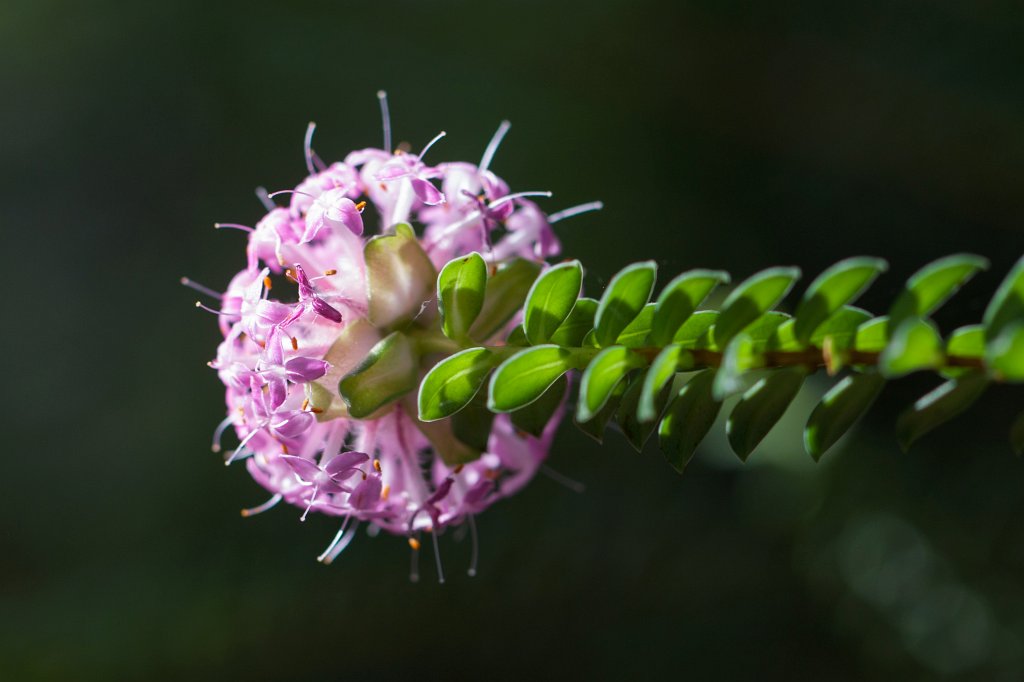 IMG_9834_c.jpg -  Pimelea ferruginea 