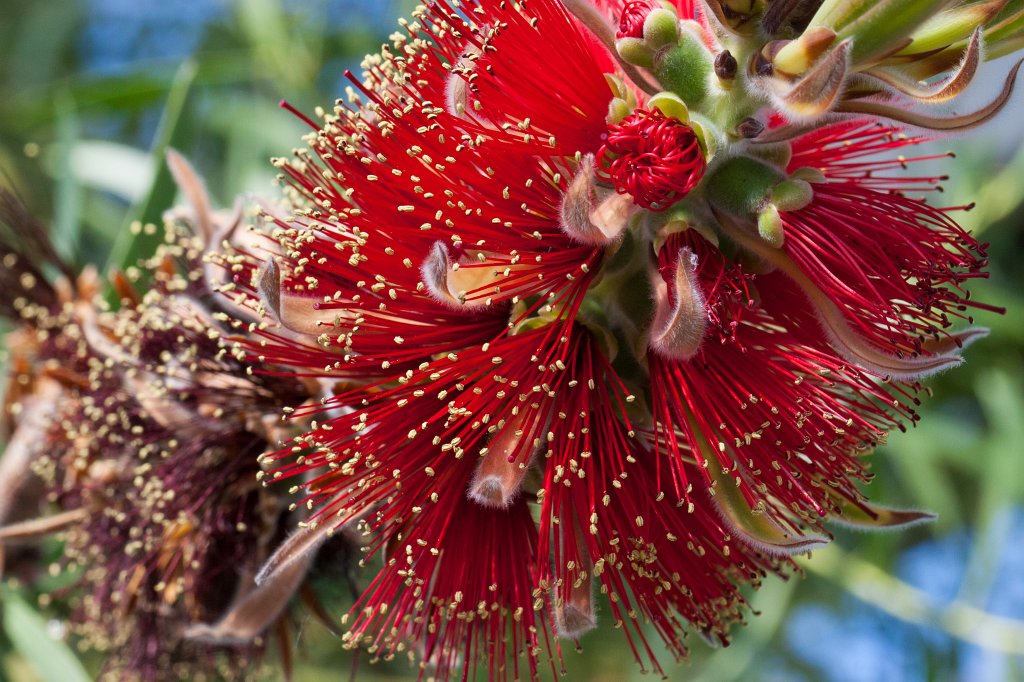 IMG_9838_c.jpg -  Red bottlebrush flower  ( Zylinderputzer )