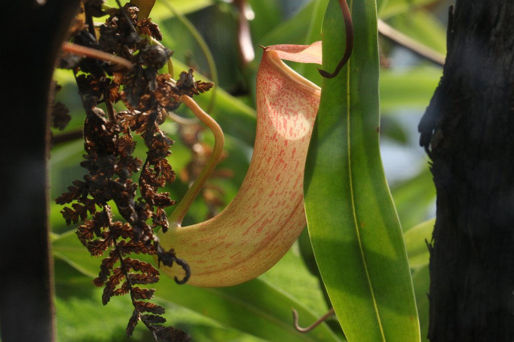 IMG_9843.JPG - Nepenthes (Kannenpflanze)
