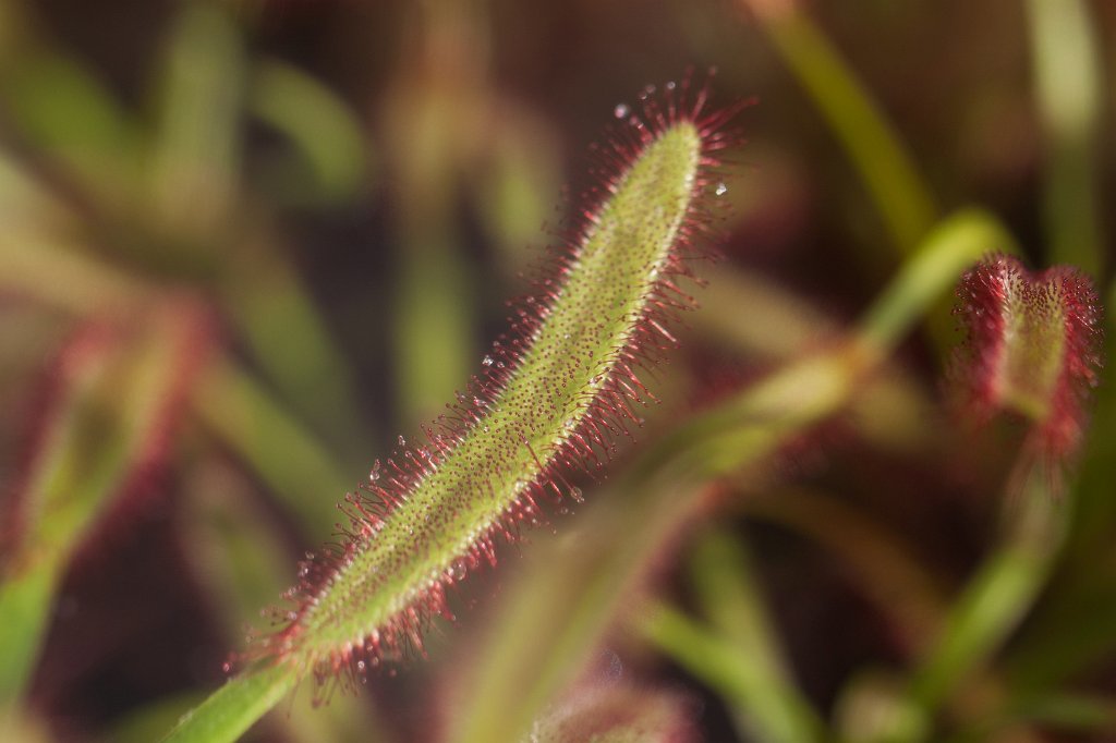 IMG_9846_c.jpg - Drosera (Sonnentau)
