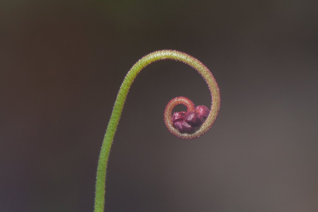 IMG_9847_c.jpg - Drosera (Sonnentau)