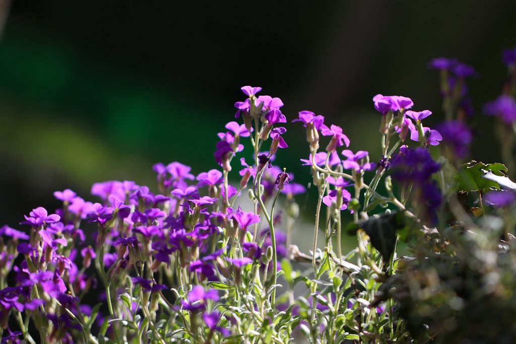 IMG_9875.JPG -  Aubrieta  ( Blaukissen )