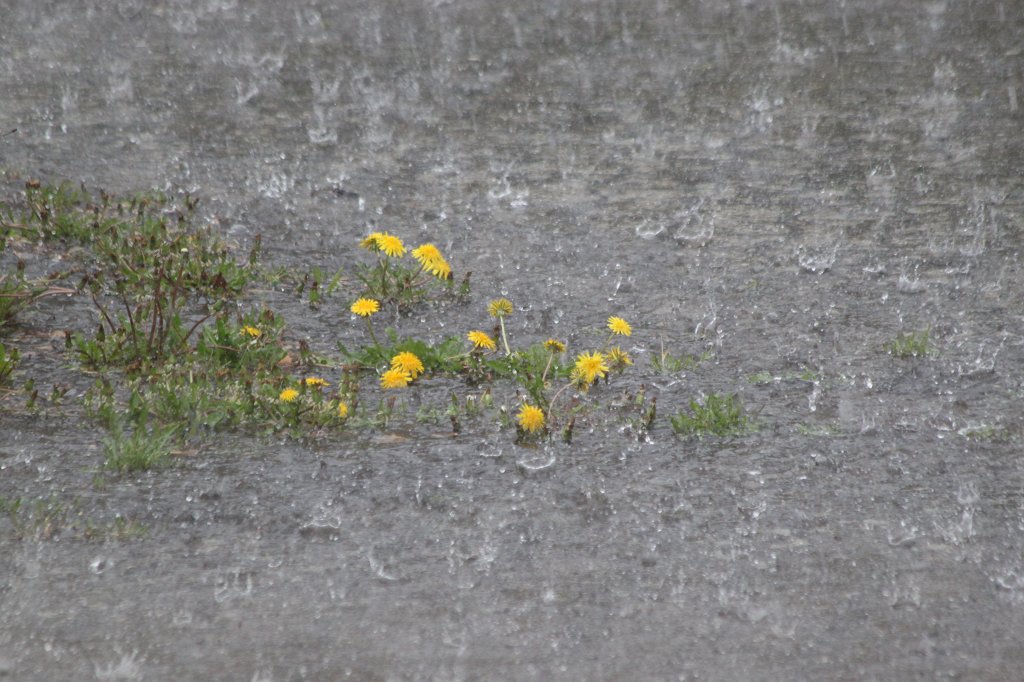 IMG_9881.JPG - Street or sea?