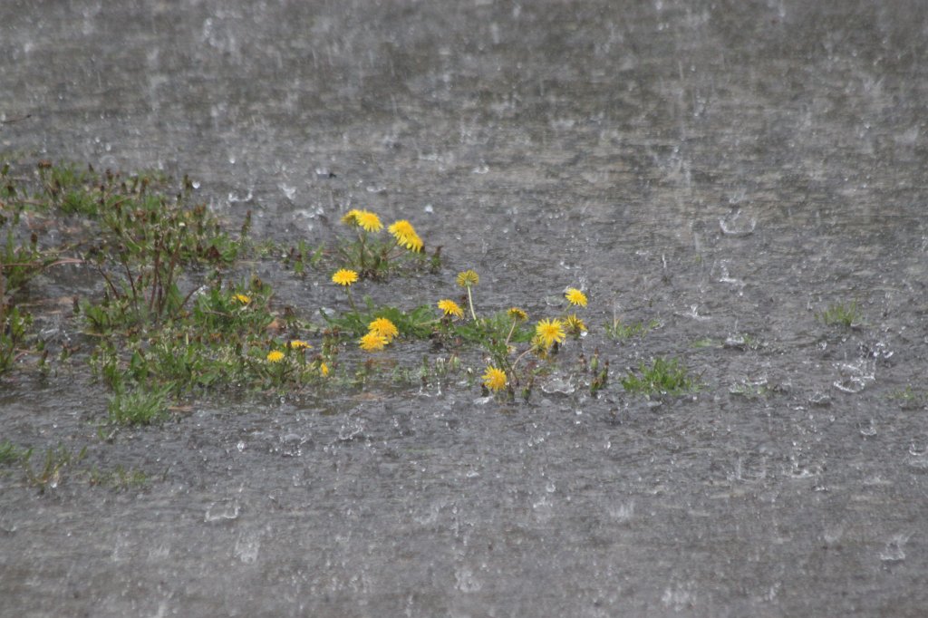 IMG_9882.JPG - Street or lake?