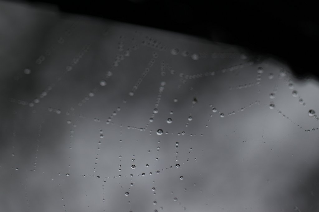 IMG_9886.JPG - Droplets on spider web