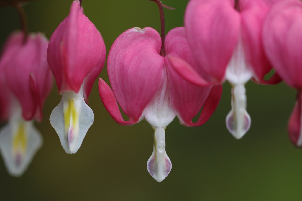 IMG_9894.JPG -  Bleeding heart  ( Tränendes Herz )