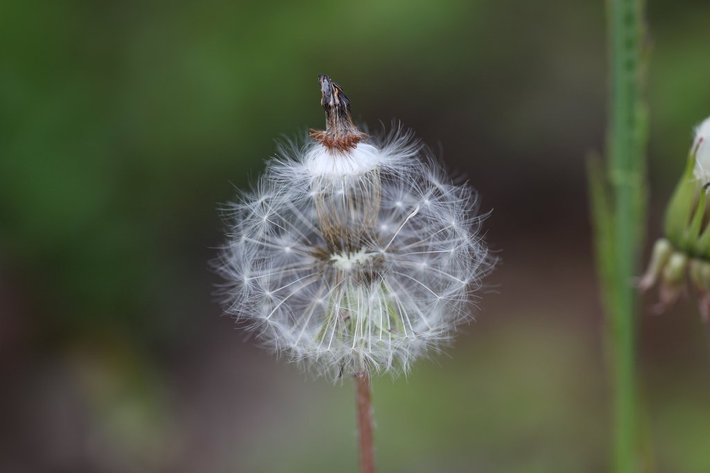 IMG_9906.JPG -  Dandelion  ( Löwenzahn )