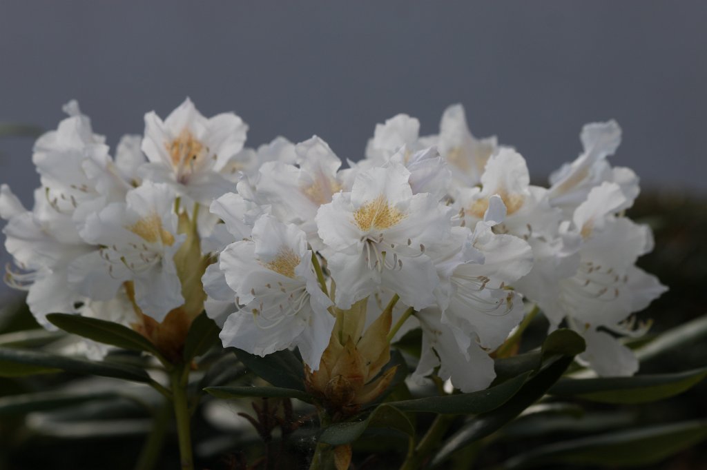 IMG_9928.JPG -  Rhododendron  ( Rhododendron )