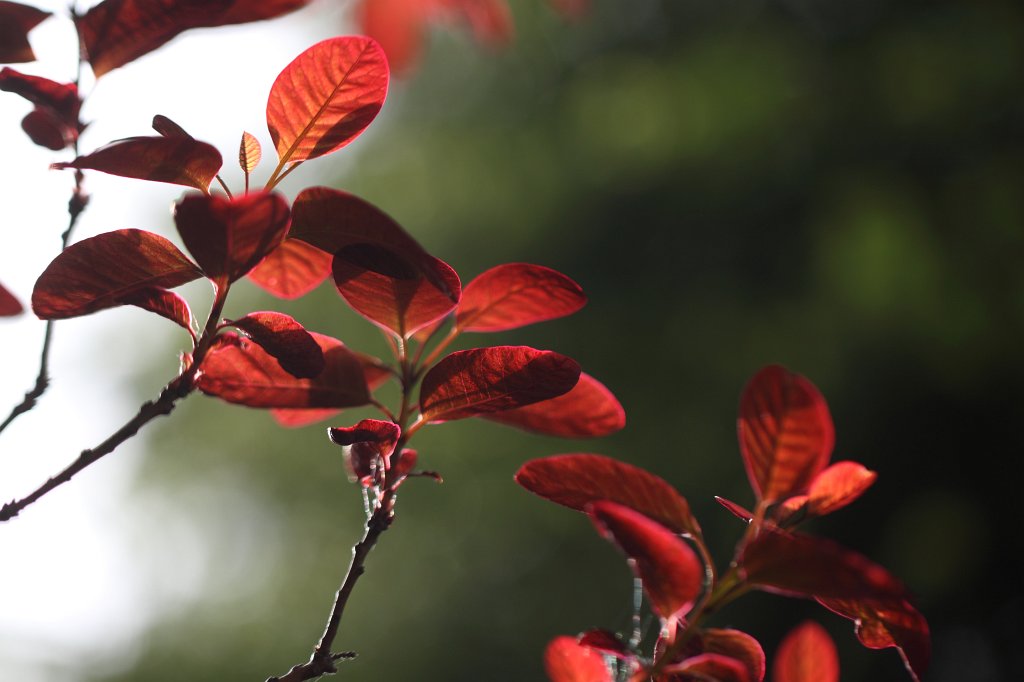IMG_9999_c.jpg - Red leaves