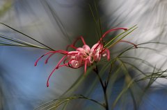 Grevillea