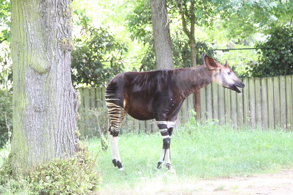 IMG_0154.JPG -  Okapi  ( Okapi )