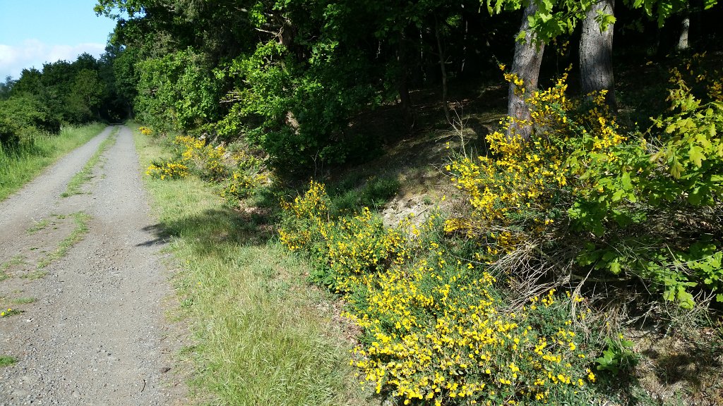 20150519_090834.jpg -  Broom  ( Ginster )