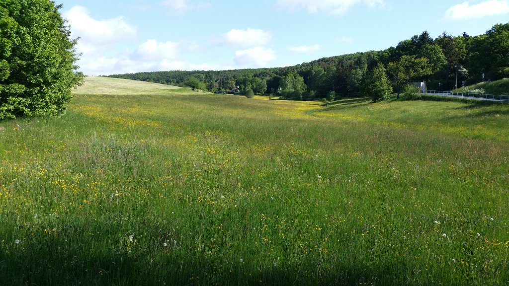 20150519_091338.jpg - Meadow
