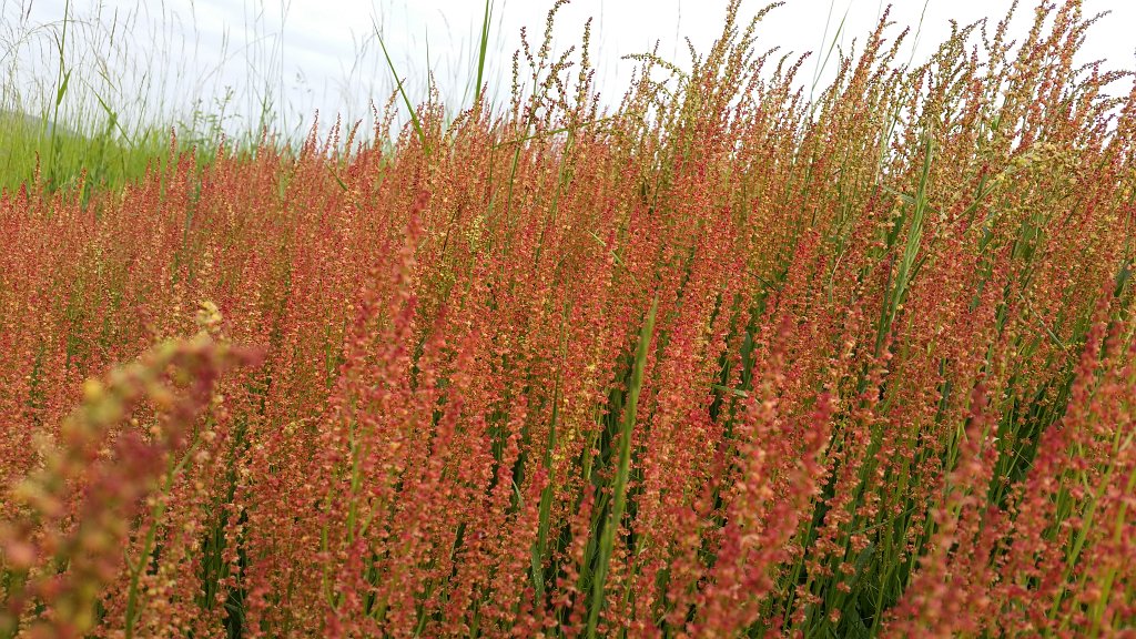 20150527_085717.jpg -  Sorrel  ( Sauerampfer )