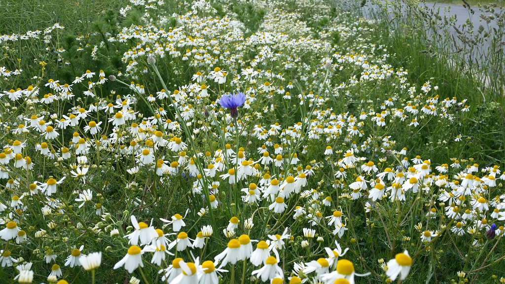 20150528_085225.jpg -  Chamomile  ( Kamille )