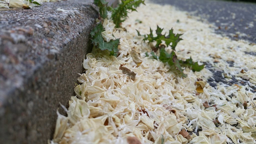 20150609_081211.jpg - Petals