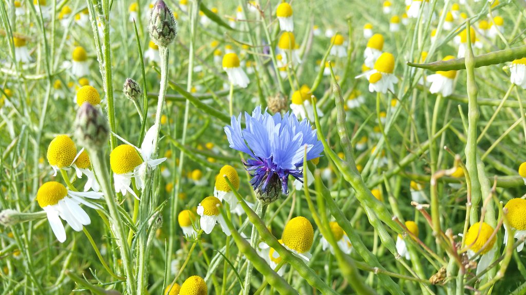20150609_083243.jpg -  Cornflower  ( Kornblume ) surrounded by  Chamomile  ( Kamille )