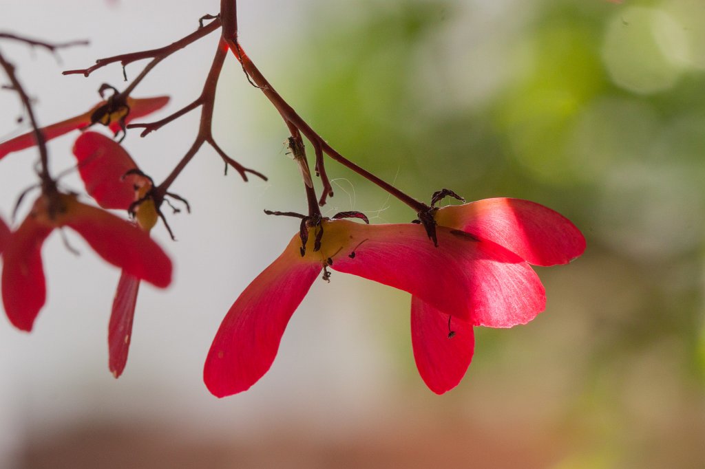 IMG_0398_c.jpg -  Samara  of a red  japanese maple  ( Samara  eines roten  Fächerahorn )