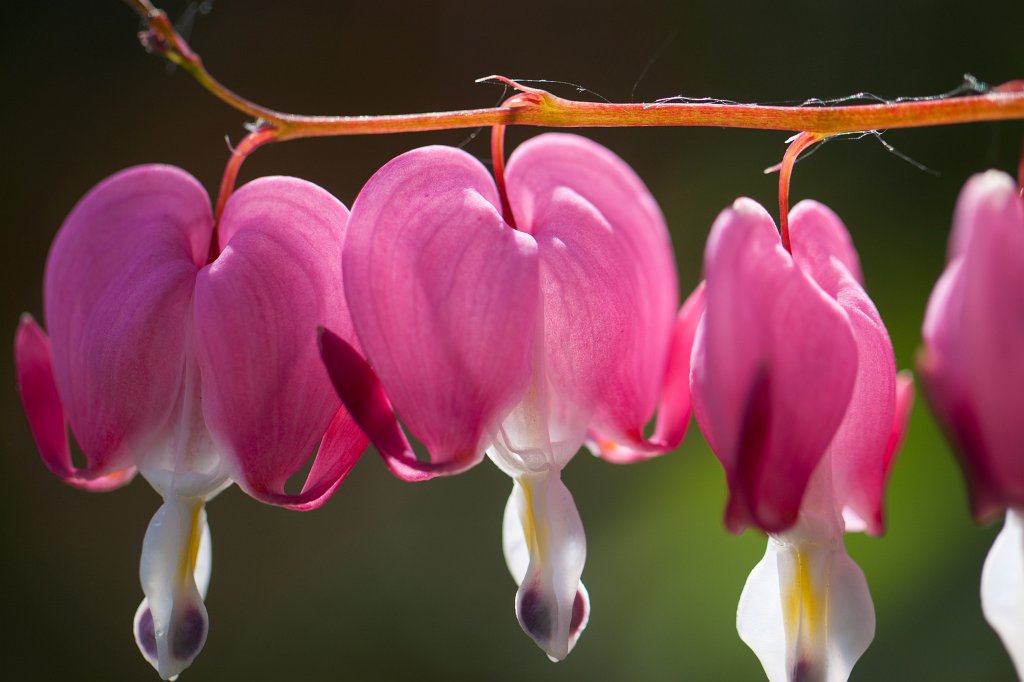 IMG_0411_c.jpg -  Bleeding heart  ( Tränendes Herz )
