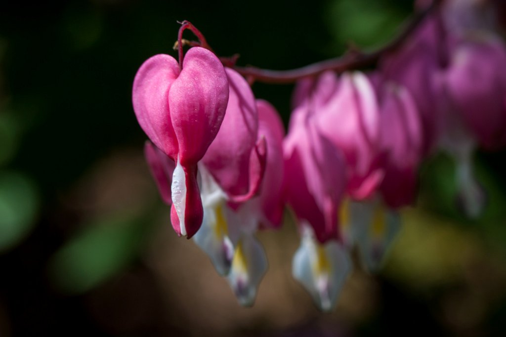 IMG_0419_c.jpg -  Bleeding heart  ( Tränendes Herz )