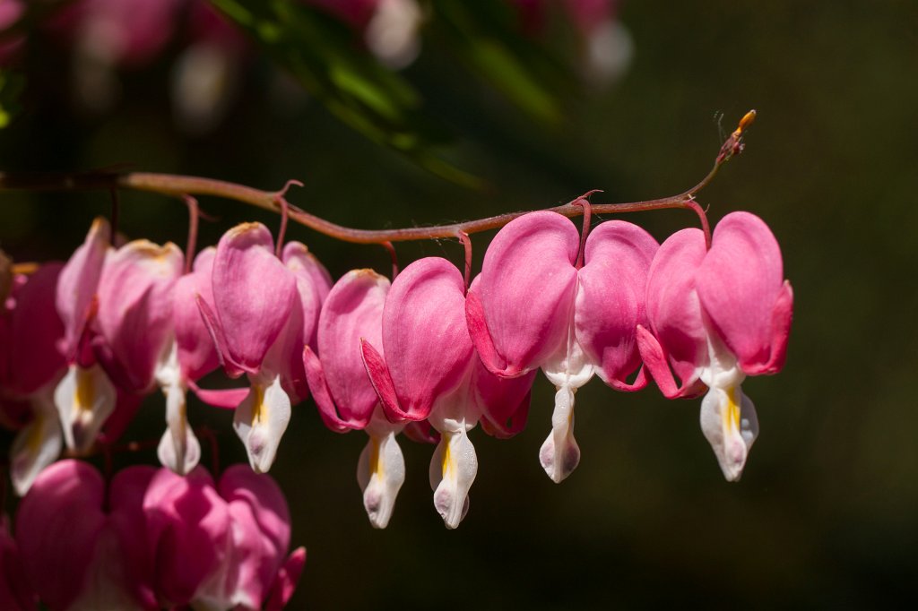 IMG_0420_c.jpg -  Bleeding heart  ( Tränendes Herz )