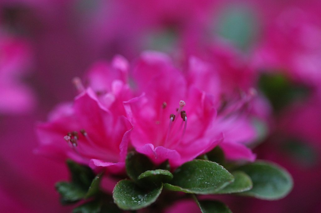 IMG_0509.JPG -  Azalea  ( Azalee )