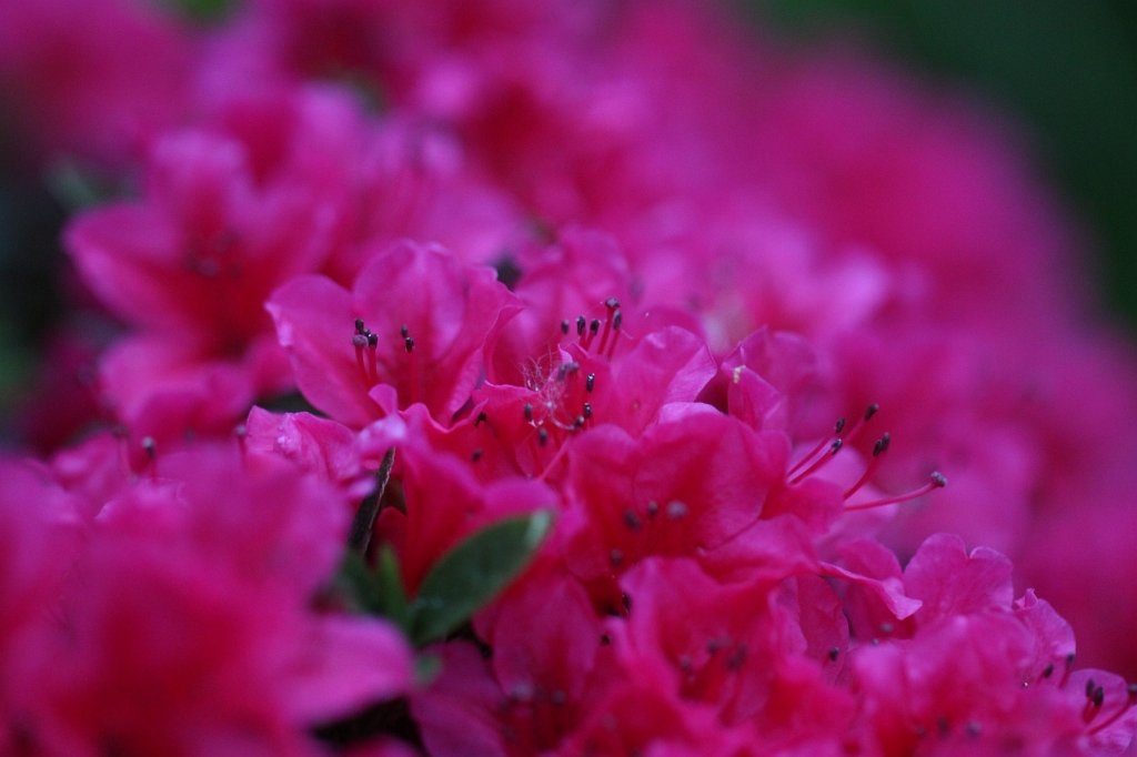 IMG_0512.JPG -  Azalea  ( Azalee )