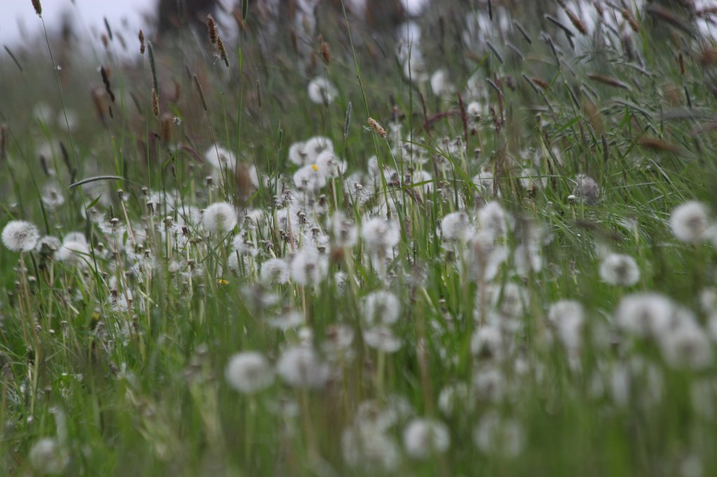 IMG_0550.JPG - Blow balls (Pusteblumen)