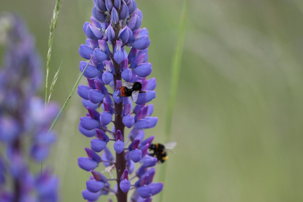 IMG_0570.JPG -  Bee  &  Blue lupin  ( Biene  &  Blaue Lupine )