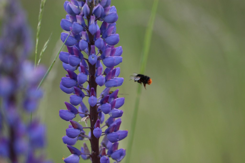 IMG_0572.JPG -  Bee  &  Blue lupin  ( Biene  &  Blaue Lupine )