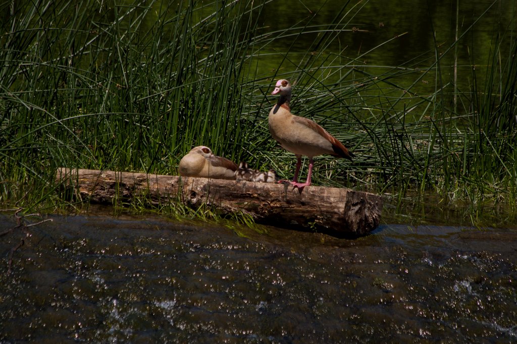 IMG_0943_c.jpg -  Egyptian goose  couple with goslings
