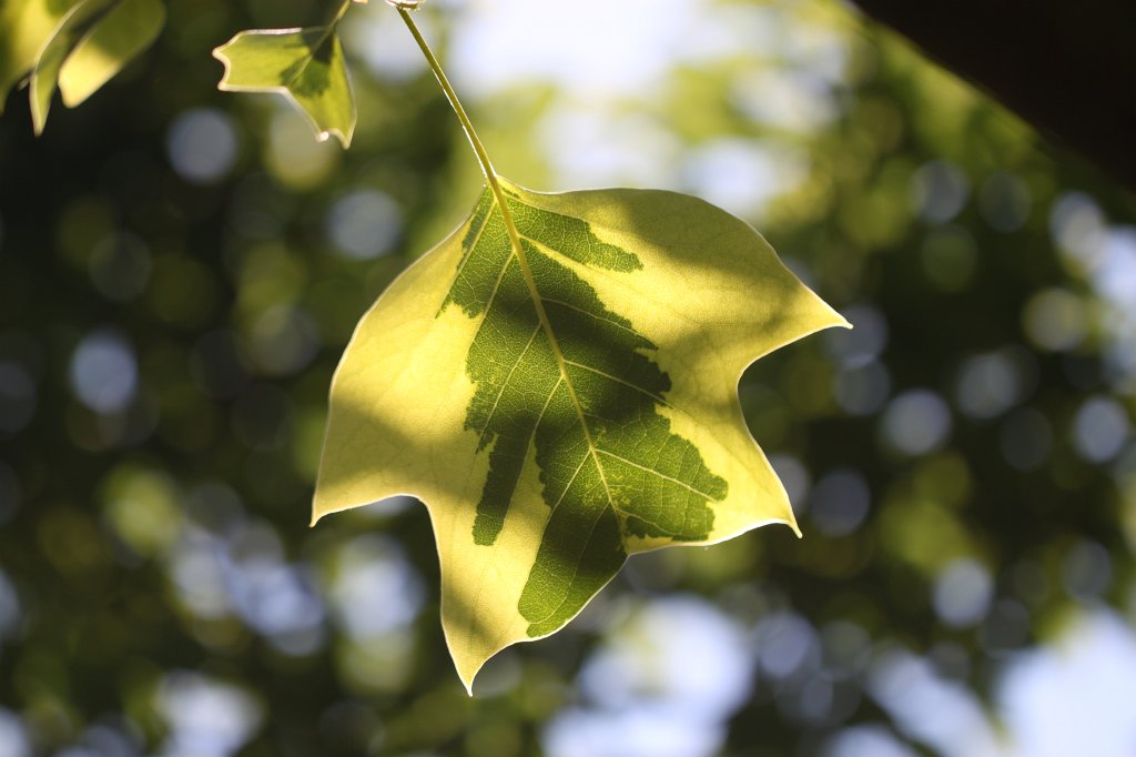 IMG_0962.JPG -  Tulip tree  leaf ( Tulpenbaum  Blatt)