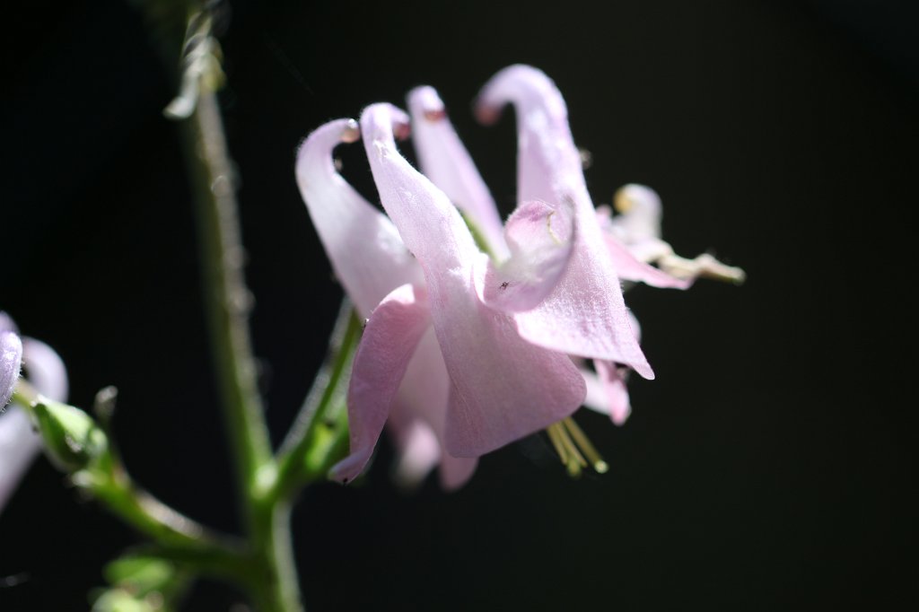 IMG_0964.JPG -  Columbine  ( Akelei )