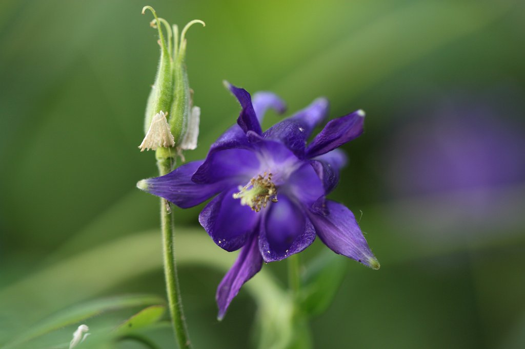 IMG_0978.JPG -  Columbine  ( Akelei )