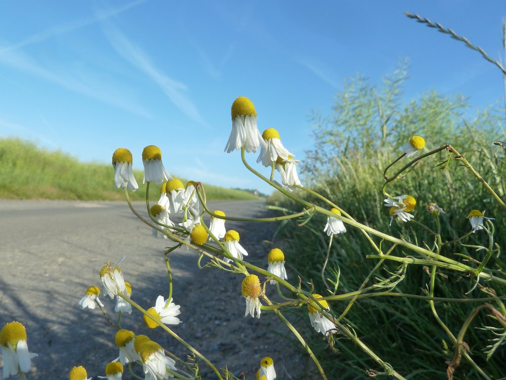 P1140119.JPG -  Chamomile  ( Kamille )