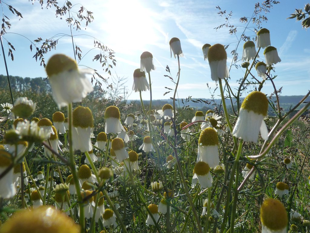 P1140127.JPG -  Chamomile  ( Kamille )