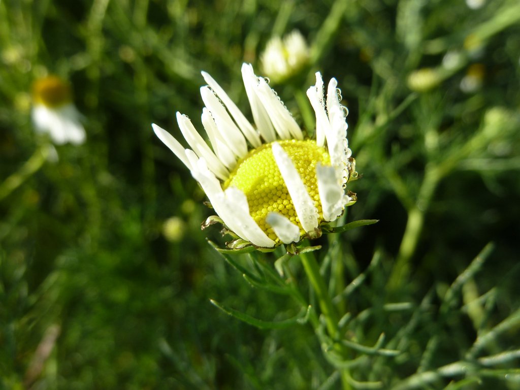 P1140131.JPG -  Chamomile  ( Kamille )