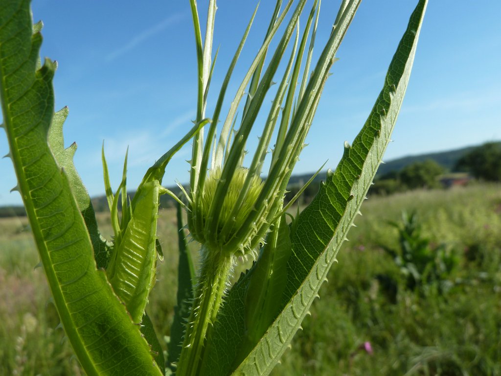 P1140176.JPG -  Wild teasel  ( Wilde Karde )