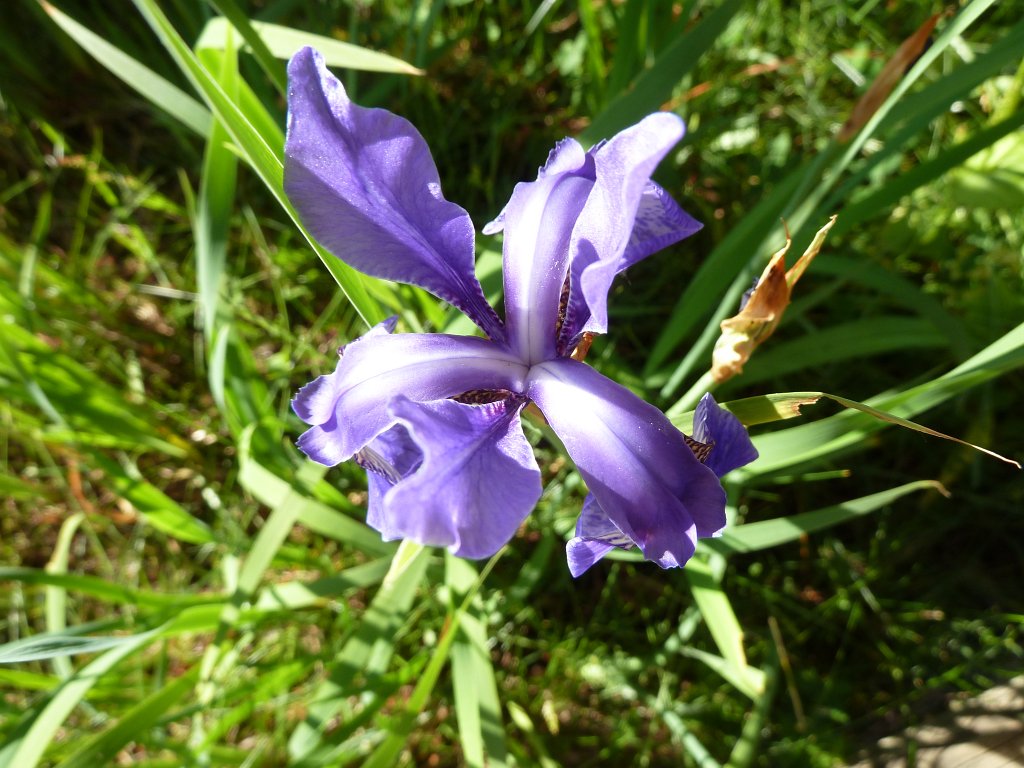 P1140179.JPG -  Iris  ( Schwertlilie )